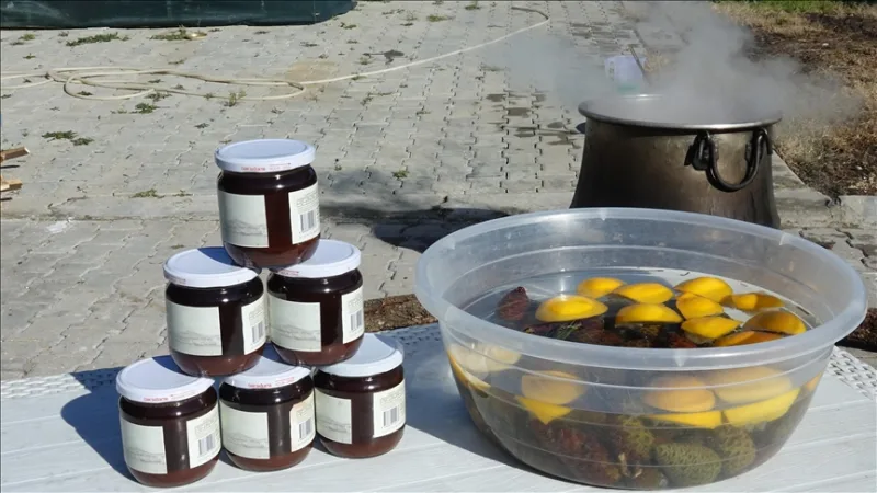 In Ayvalık veranderen dennenappels die 8 uur lang in houtvuur worden gekookt door vrouwen in siroop.