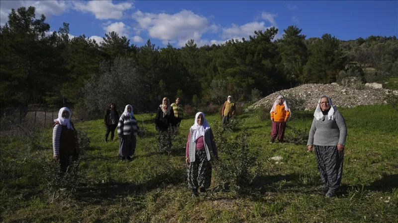 Les femmes de la péninsule ont revitalisé leur patrimoine naturel, le lentisque.